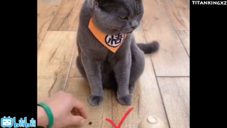Mèo ngáo lắm rồi đó con #cathigh