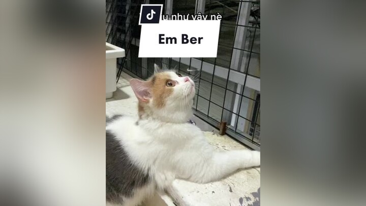 Ai nhớ em Ber béo hong?? cat meo catsoftiktok