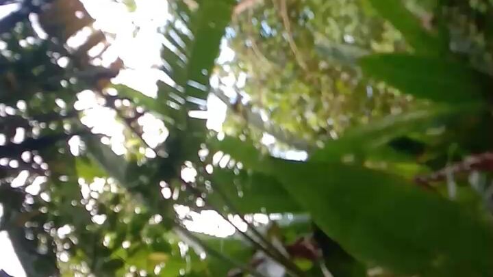 morning sounds in mountain