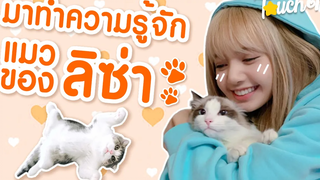 ยัยแมวเลี้ยงแมว ทำความรู้จักแมวน้อยสุดน่ารักของลิซ่า Blackpink
