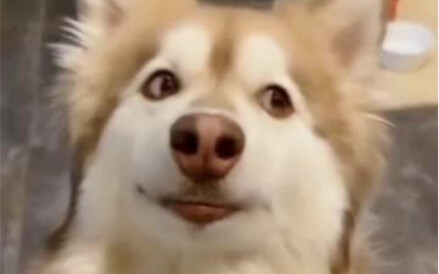 Kelakuan kocak si anjing!