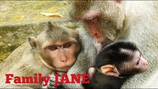 Awesome! Kidnapper Monkey Tazanna Take Care Her Sister​Jody, Newborn Jody Is Very Cute Face