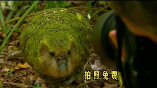 “Aku telah menjadikan diriku spesies yang terancam punah karena keterampilanku sendiri” — Kakapo