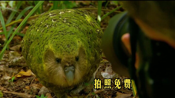“I’ve made myself an endangered species by my own skill” — Kakapo