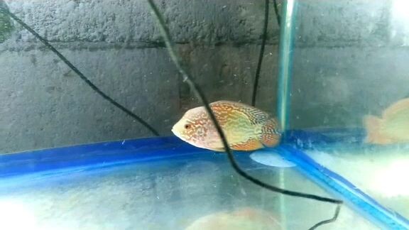 GOLDEN BASE VIETNAM (IMPORT)#FLOWERHORN #GROWOUT CHALLENGE #BOZTEAM