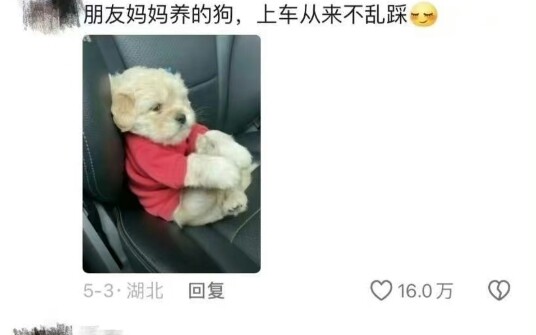 How humble can a dog be when riding an elevator, hahaha!