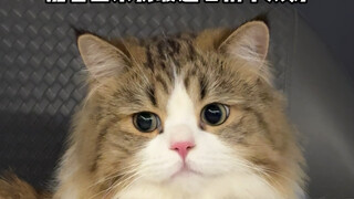 Dairy Cow Cat: So, tell me—am I handsome or not?