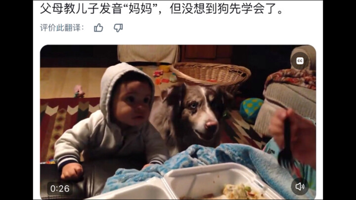 Parents teach their little baby to say “Mama,” but the dog next door learns it first.