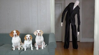 Slender Man vs Dog Prank สุนัขตลก Maymo Penny & Potpie มาตี Slenderman Creepypasta