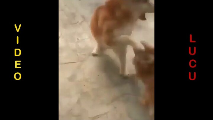 komplikasi hewan lucu😀gokils😁kocak😂🤣😃