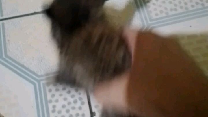 rabbibit