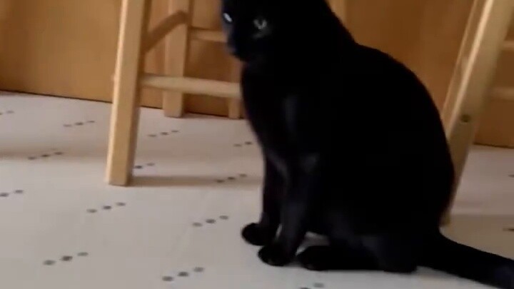 【الحيوانات تُشفي】ربّيت ثلاثة فاشلين