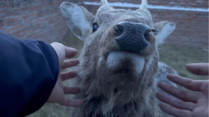 I don’t want to keep this deer anymore! Anyone want to take it?
