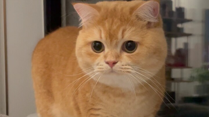 May I ask whose little kitten is so well-mannered?