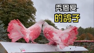 Video binatang yang sangat indah!