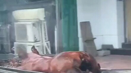 Perky Butt Tender Pig