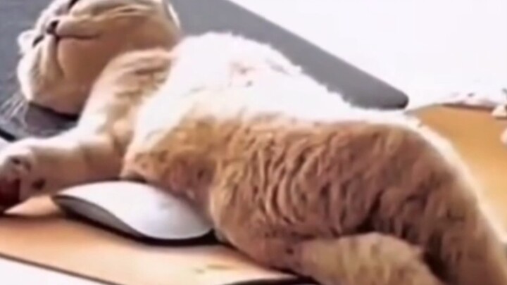 Cứu tôi với, cô ấy thật giỏi~