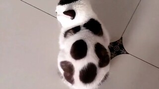 Football...cat?