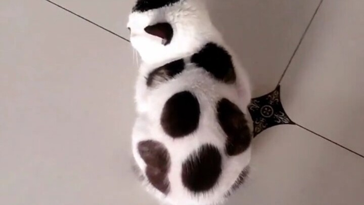 Football...cat?