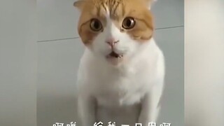 猫咪的语言能力有多强