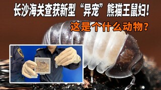 长沙海关查获新型“异宠”熊猫王鼠妇！这是个什么动物？