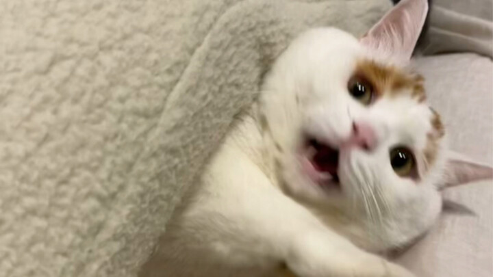 The Screaming Pig Is Back Again!