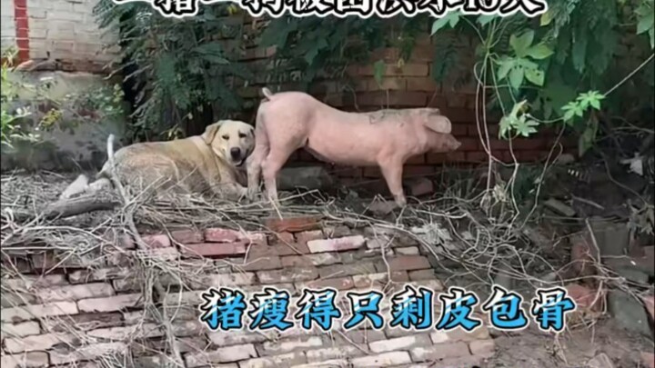 الكلب: لا أخاف من الفيضان، أخي الخنزير هو مخزني للطعام