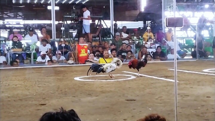 NCC 2HITS | First Fight 10 months old Claret vs Kanawayon bullstag - WIN