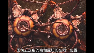 没有性别，不分雌雄，这样的生物你见过没