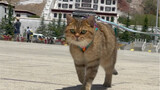 Can I take my cat to Tibet?