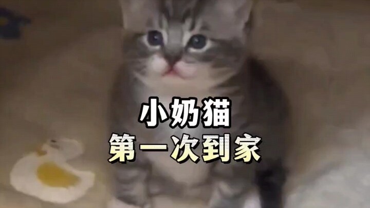 Look at these tiny newborn kittens when they first come home—how could anyone resist such adorable, 