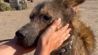 Two years after being rescued, a stray dog's eyes and personality have changed dramatically