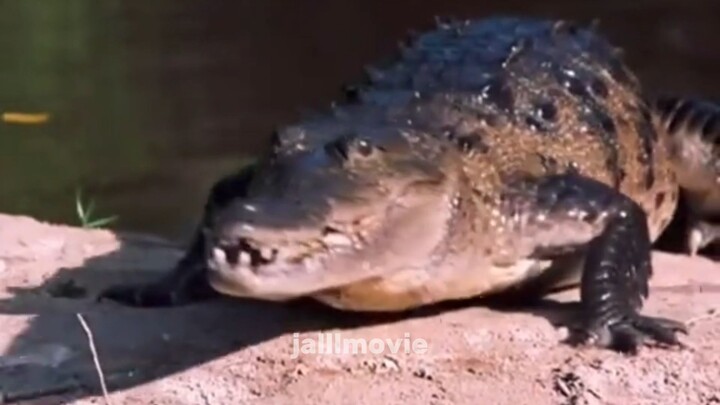 JEBAKAN DARI SAUDARA SENDIRI