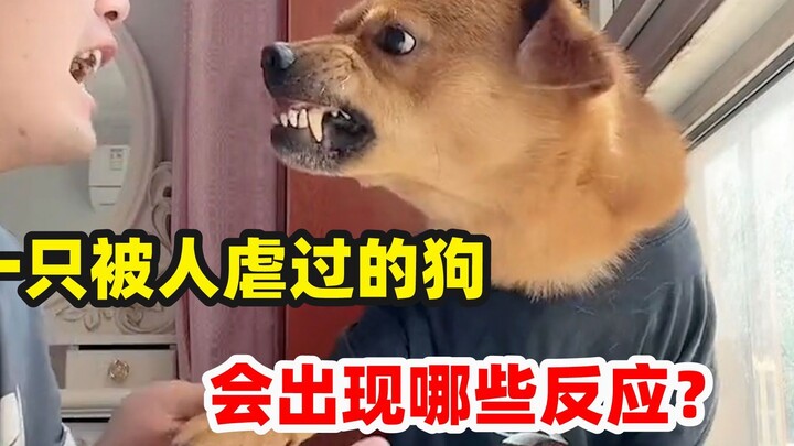 Nếu chó bị bạo hành, chúng sẽ có những biểu hiện gì?