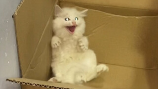 Diculik, dibeli, dan langsung diadopsi. Mengapa kucing punya sikap berbeda terhadap orang yang berbe