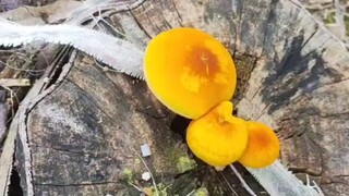 把你摸死了，对不起蘑菇