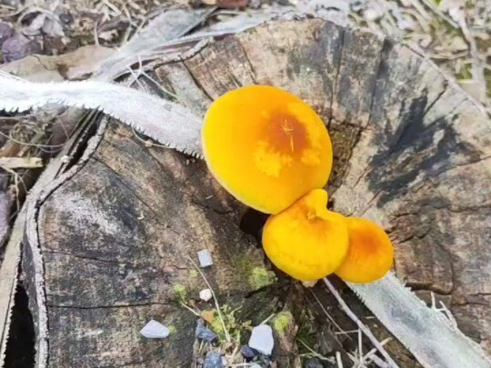 把你摸死了，对不起蘑菇