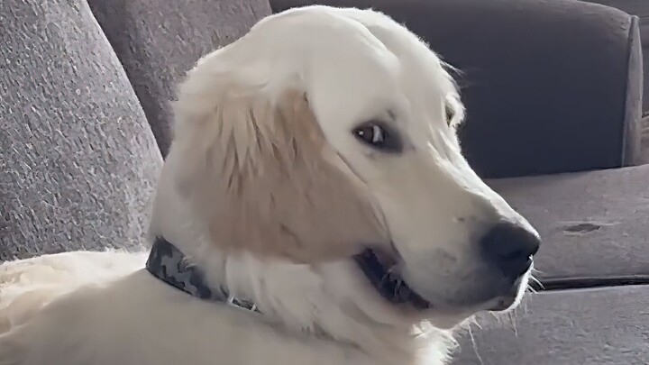 Therapy Dog: If only I’d listened to my second aunt and majored in guide dog training back then!