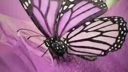 kupu² ungu emang yg paling cantik💜