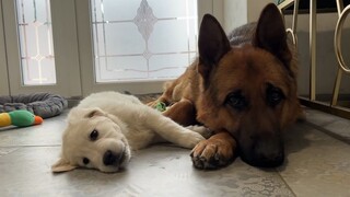 Gembala Jerman bingung dengan anak anjing Golden Retriever kecil