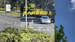 Đi học ở Úc, bạn sẽ nhìn thấy những gì nhỉ? 🦘🦆🕷️