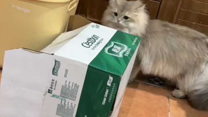 The cat shelter bought a robot vacuum cleaner, but it learned to go on strike after just two days 😂