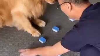 most clever dog I've ever seen 😂🐶🐶