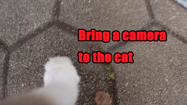 (Meow) ติดกล้องให้แมวถึงได้รู้ว่ามันรักฉันมาก แต่ฉันดุร้ายมาก