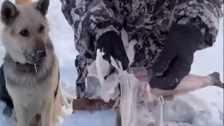 Chó con: Miếng cá này nhai cứ rợn răng quá!