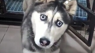 The Most Confusing Animal Behavior Awards❻➋