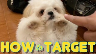 Cute Shih tzu Puppy Knows How to Target