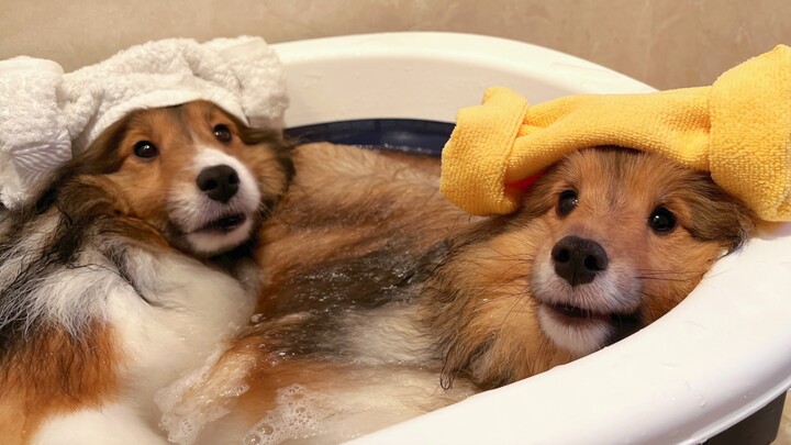 How can there be such a dog who loves taking baths so much?