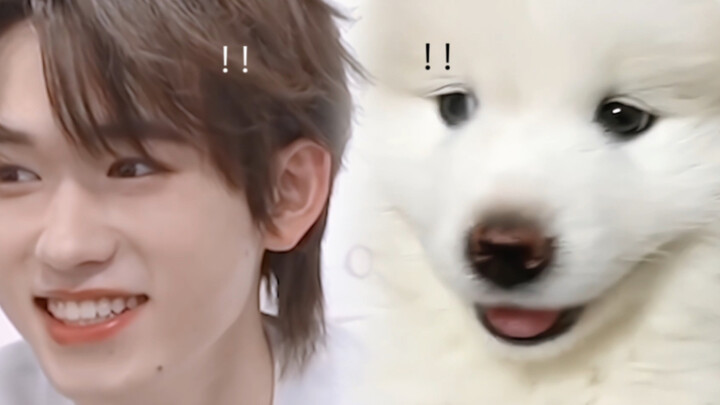 Paid in full for my third Samoyed!