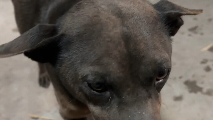 Cat: Is that all? Dog: Thank you, master, for the treat!